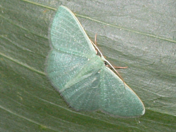 /filer/webapps/moths/media/images/P/pedicata_Prasinocyma_A_Goff_03.jpg