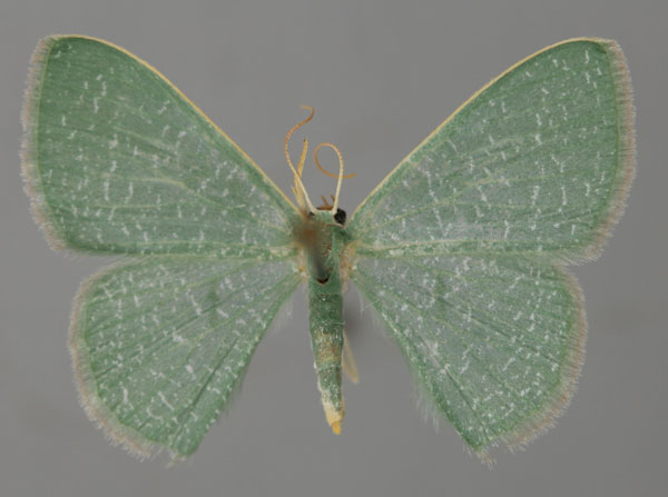 /filer/webapps/moths/media/images/P/pedicata_Prasinocyma_A_ZSM_01.jpg