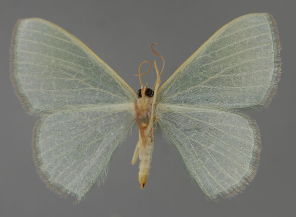 /filer/webapps/moths/media/images/P/pedicata_Prasinocyma_A_ZSM_02.jpg