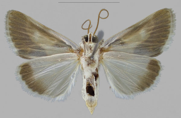 /filer/webapps/moths/media/images/P/peksi_Acontia_PTF_RBINSb.jpg