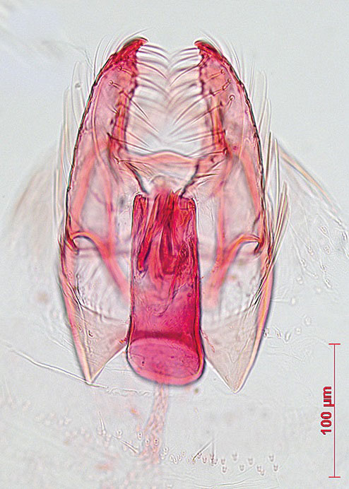 /filer/webapps/moths/media/images/P/pelanodes_Nepticula_GMHT_MNHN.jpg