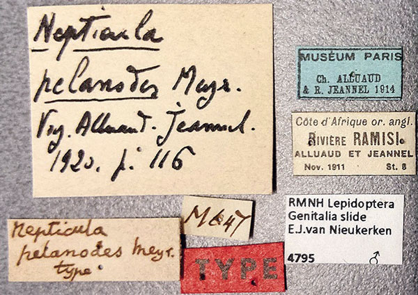 /filer/webapps/moths/media/images/P/pelanodes_Nepticula_HT_MNHNl.jpg