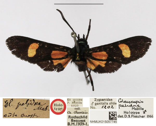 /filer/webapps/moths/media/images/P/pelidne_Glaucopus_HT_NHMUK.jpg