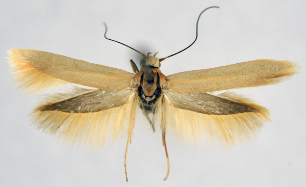 /filer/webapps/moths/media/images/P/pelinaula_Scythris_AM_NHMO_01.jpg