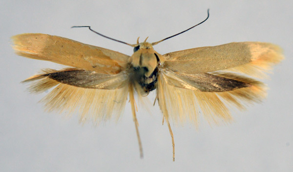 /filer/webapps/moths/media/images/P/pelinaula_Scythris_AM_NHMO_02.jpg