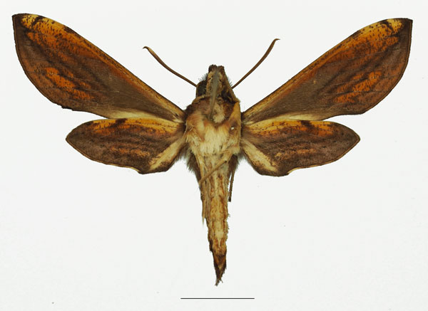 /filer/webapps/moths/media/images/P/pelius_Theretra_AF_Basquinb.jpg