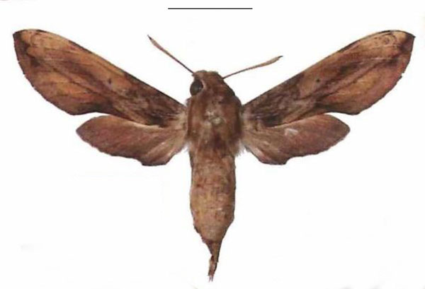 /filer/webapps/moths/media/images/P/pelius_Theretra_AF_EMEM.jpg