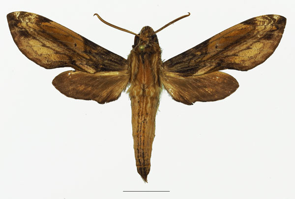 /filer/webapps/moths/media/images/P/pelius_Theretra_AM_Basquina.jpg
