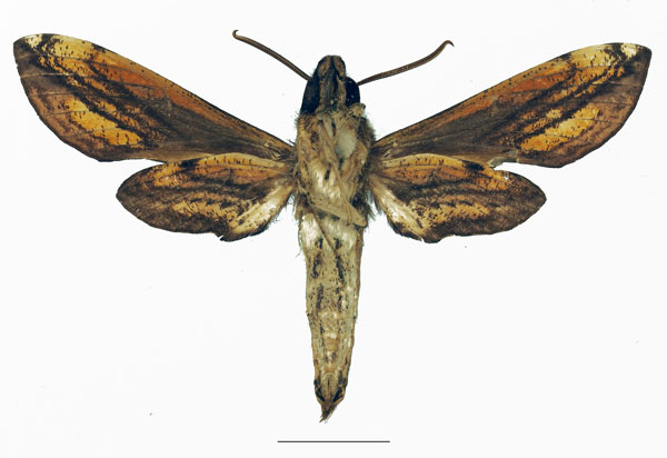 /filer/webapps/moths/media/images/P/pelius_Theretra_AM_Basquinb.jpg