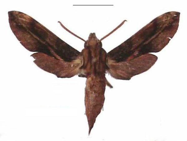 /filer/webapps/moths/media/images/P/pelius_Theretra_AM_EMEM_01.jpg