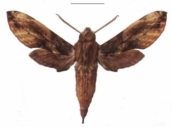 /filer/webapps/moths/media/images/P/pelius_Theretra_AM_EMEM_02.jpg