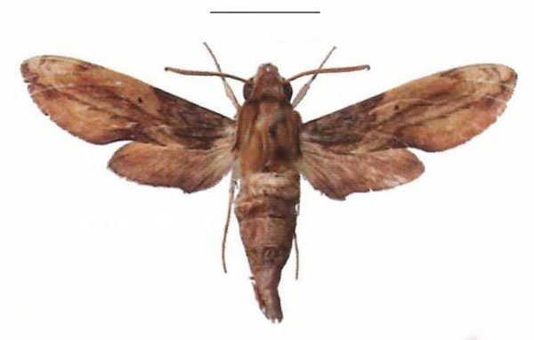 /filer/webapps/moths/media/images/P/pelius_Theretra_AM_EMEM_03.jpg