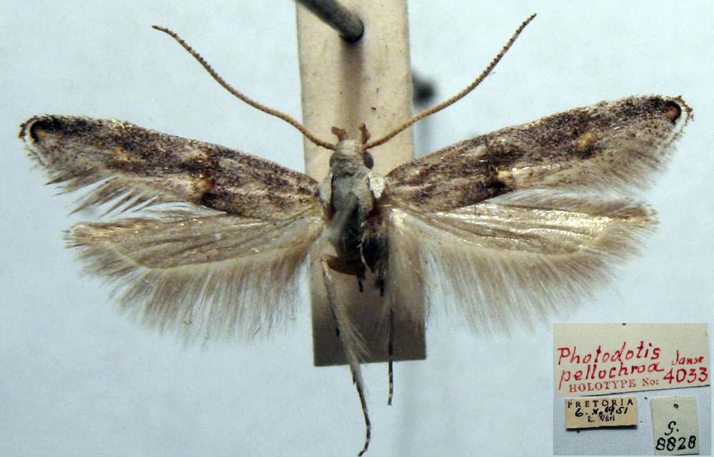 /filer/webapps/moths/media/images/P/pellochroa_Photodotis_HT_TMSA.jpg