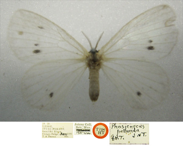/filer/webapps/moths/media/images/P/pellucida_Phasicnecus_HT_NHMUKa.jpg