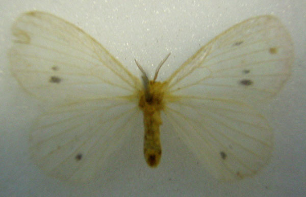 /filer/webapps/moths/media/images/P/pellucida_Phasicnecus_HT_NHMUKb.jpg