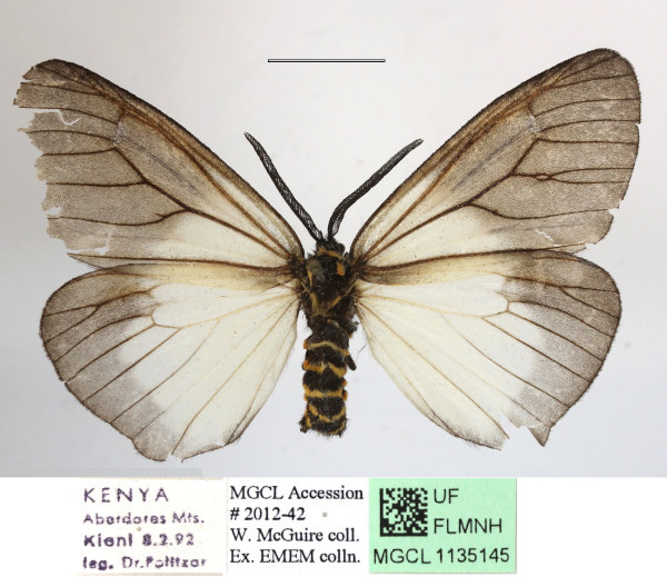 /filer/webapps/moths/media/images/P/pellucida_Pirga_A_MGCLa_02.JPG