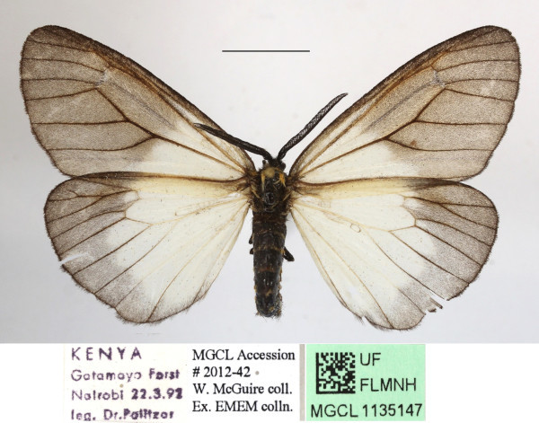 /filer/webapps/moths/media/images/P/pellucida_Pirga_A_MGCLa_03.JPG
