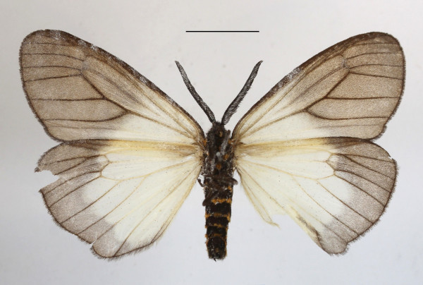/filer/webapps/moths/media/images/P/pellucida_Pirga_A_MGCLb_01.JPG