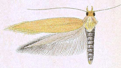 /filer/webapps/moths/media/images/P/pelochyta_Scythris_HT_Meyrick_7-5.jpg