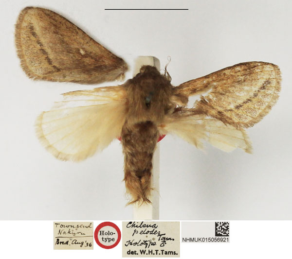 /filer/webapps/moths/media/images/P/pelodes_Chilena_HT_NHMUK.jpg