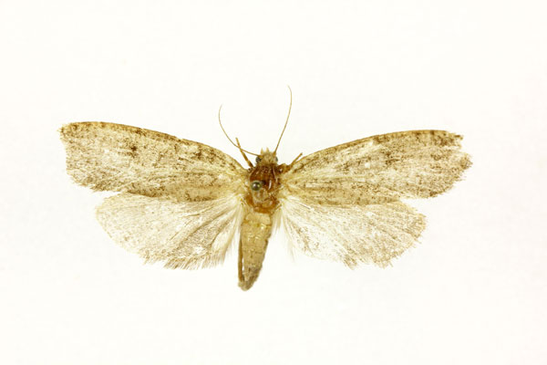 /filer/webapps/moths/media/images/P/pelodoxa_Melasina_AF_RMCA.jpg