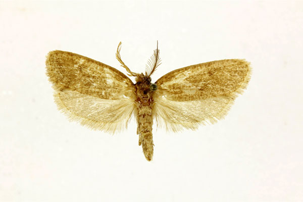 /filer/webapps/moths/media/images/P/pelodoxa_Melasina_A_RMCA.jpg