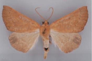 /filer/webapps/moths/media/images/P/pelopasta_Dispatha_HT_TMSA.jpg