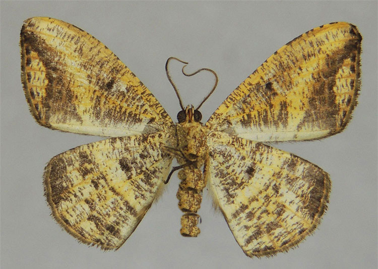 /filer/webapps/moths/media/images/P/pelops_Milocera_PTM_ZSMb.jpg