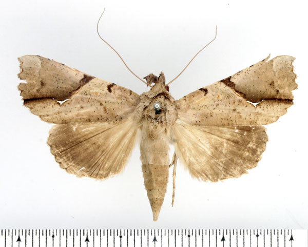 /filer/webapps/moths/media/images/P/pelopsalis_Meliaba_AF_BMNH.jpg
