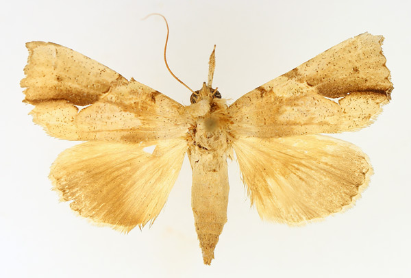 /filer/webapps/moths/media/images/P/pelopsalis_Meliaba_AF_TMSA_01.jpg