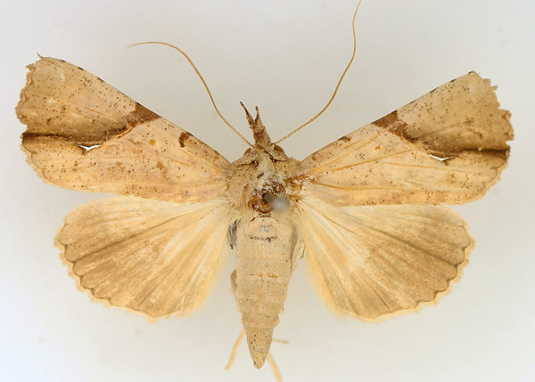 /filer/webapps/moths/media/images/P/pelopsalis_Meliaba_AF_TMSA_02.jpg