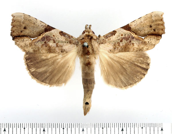 /filer/webapps/moths/media/images/P/pelopsalis_Meliaba_AM_BMNH.jpg