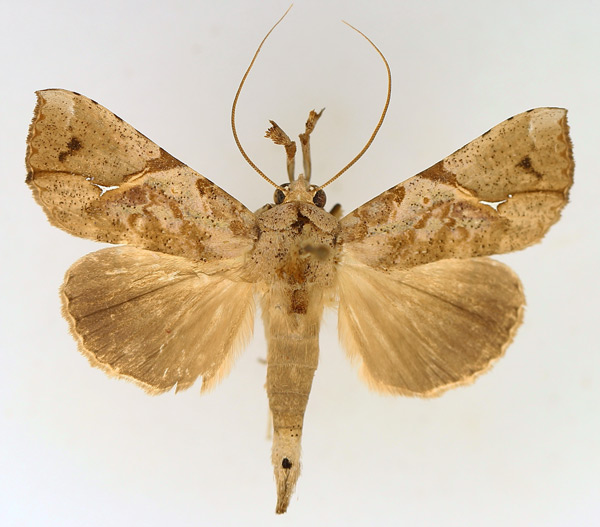 /filer/webapps/moths/media/images/P/pelopsalis_Meliaba_AM_TMSA_01.jpg