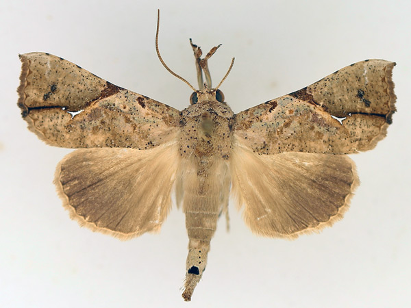 /filer/webapps/moths/media/images/P/pelopsalis_Meliaba_AM_TMSA_02.jpg