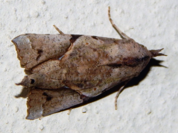 /filer/webapps/moths/media/images/P/pelopsalis_Meliaba_A_Grobler.jpg