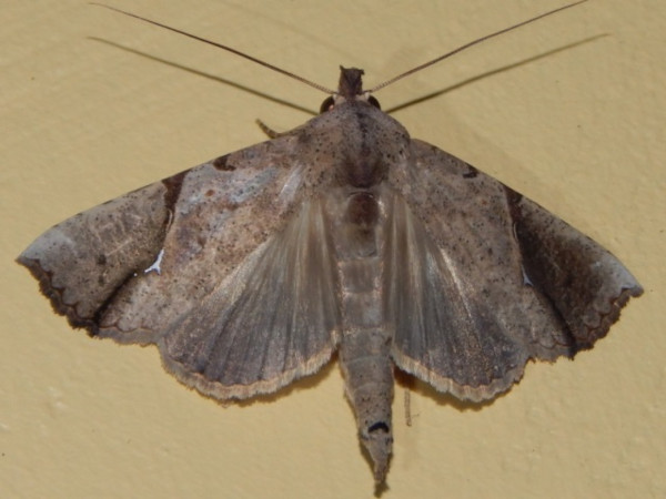 /filer/webapps/moths/media/images/P/pelopsalis_Meliaba_A_Grobler_02.jpg