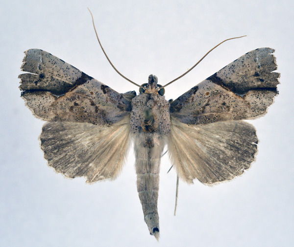 /filer/webapps/moths/media/images/P/pelopsalis_Meliaba_A_NHMO.jpg