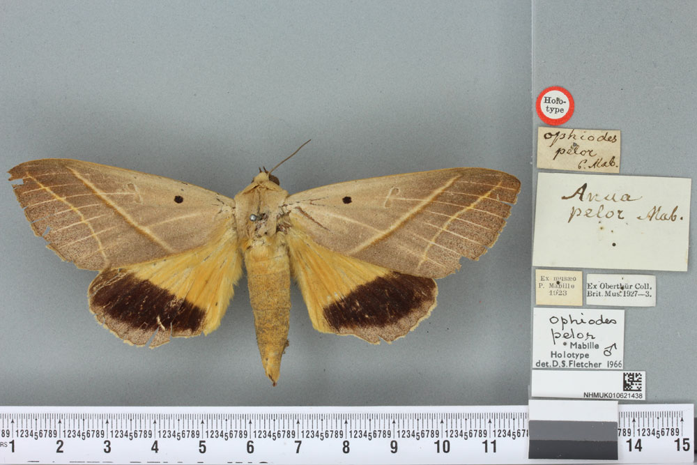 /filer/webapps/moths/media/images/P/pelor_Ophiodes_HT_BMNHa.jpg