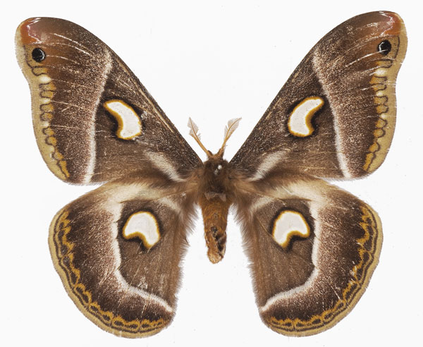 /filer/webapps/moths/media/images/P/pelosoma_Epiphora_AF_Basquin.jpg