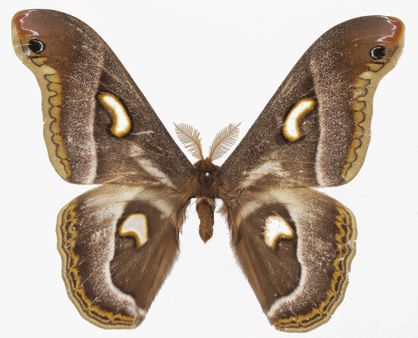 /filer/webapps/moths/media/images/P/pelosoma_Epiphora_AM_Basquina.jpg