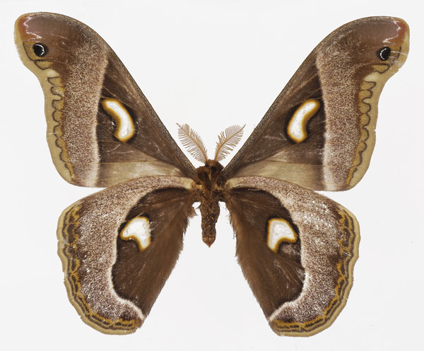 /filer/webapps/moths/media/images/P/pelosoma_Epiphora_AM_Basquinb.jpg