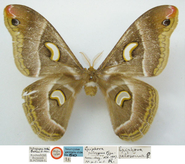 /filer/webapps/moths/media/images/P/pelosoma_Epiphora_HT_NHMUKa.jpg