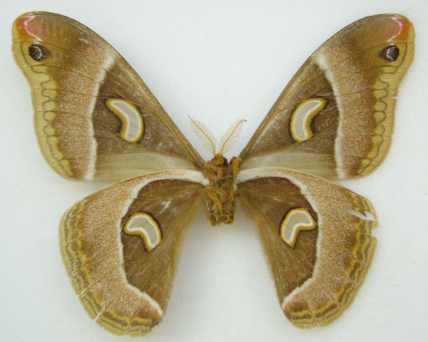 /filer/webapps/moths/media/images/P/pelosoma_Epiphora_HT_NHMUKb.jpg