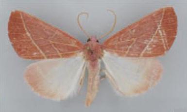 /filer/webapps/moths/media/images/P/pelostolmus_Terpnostola_HT_TMSA.jpg