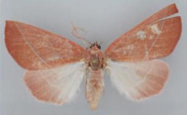 /filer/webapps/moths/media/images/P/pelostolmus_Terpnostola_PT_TMSA.jpg