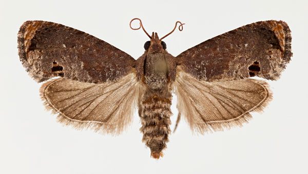 /filer/webapps/moths/media/images/P/peltastica_Cryptophlebia_AF_NHMO.jpg