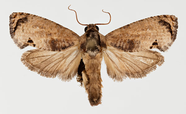 /filer/webapps/moths/media/images/P/peltastica_Cryptophlebia_AM_NHMO.jpg