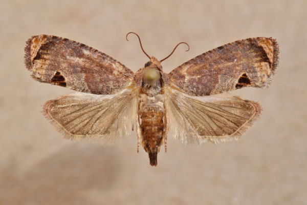 /filer/webapps/moths/media/images/P/peltastica_Cryptophlebia_A_Butler.jpg