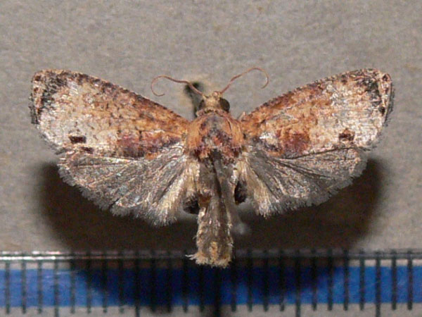 /filer/webapps/moths/media/images/P/peltastica_Cryptophlebia_A_Goff_03.jpg