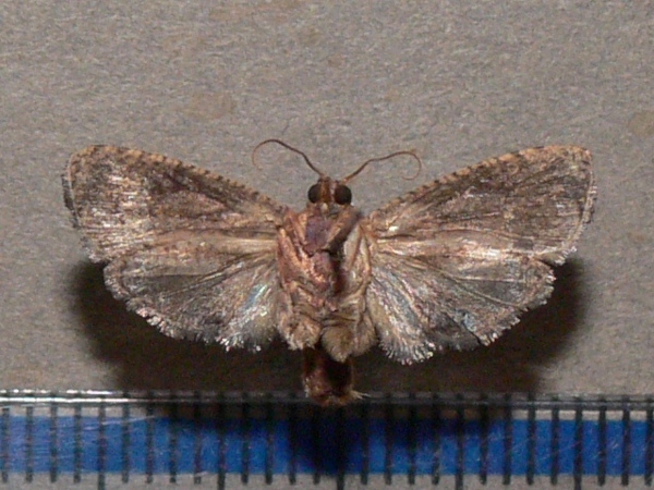 /filer/webapps/moths/media/images/P/peltastica_Cryptophlebia_A_Goffb_01.jpg